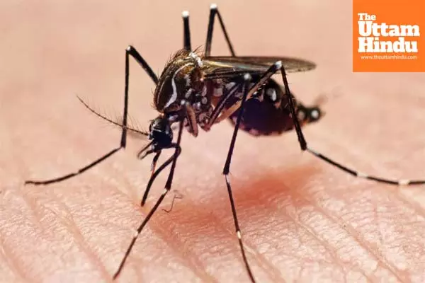 Delhi sees 1st Japanese Encephalitis case in 13 years: Know all about viral brain infection