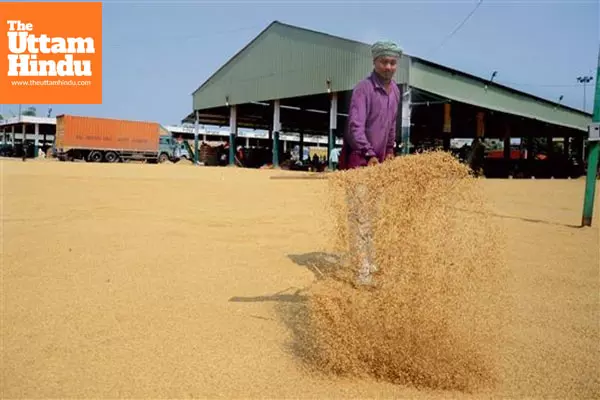 In Muktsar, Just 20% of Procured Paddy Finds Its Way Out