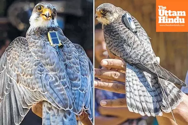 Amur falcons to be tagged with satellite transmitters during Manipur halt to study migratory routes