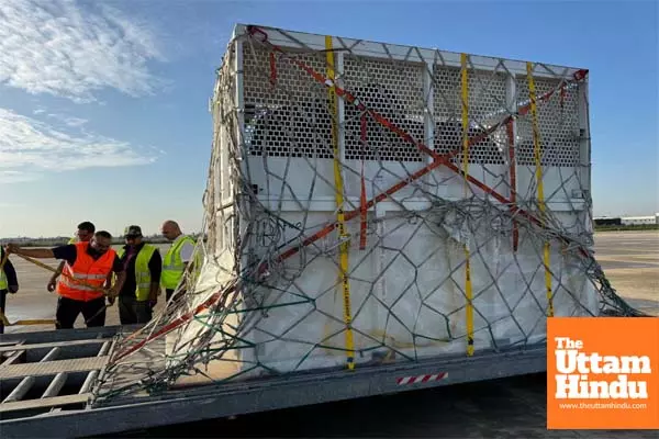 Vantara to Welcome Three African Elephants from Tunisia to Experience a New Life of Care and Compassion