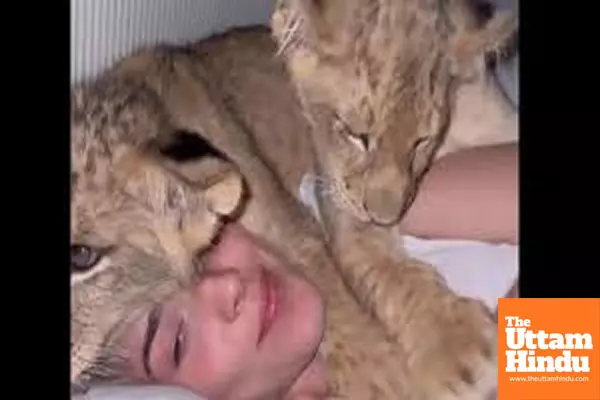 Rescued Lion Cubs Adorable cuddle with woman leaves the internet saying, What a feeling...