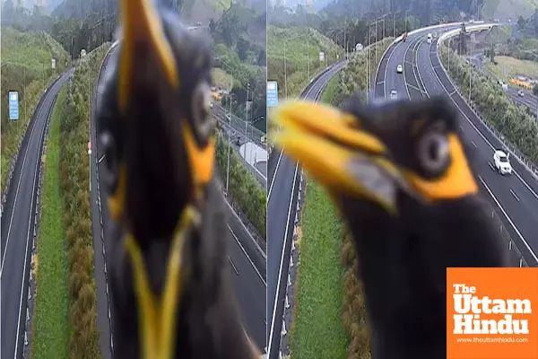 Myna Bird Causes Traffic Camera Stir with Angry Photobomb in New Zealand