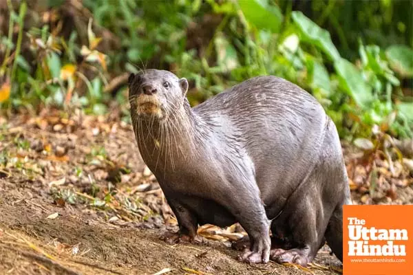 Rare species of smooth-coated otter identified at Vaigai river’s origin in TN