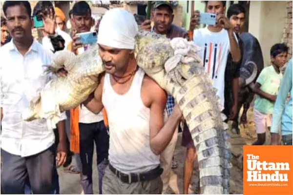 UP man carries 20-foot, 150-kg crocodile on his shoulders to safety, video stuns internet!