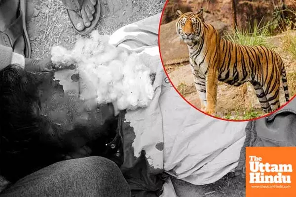 Woman killed in tiger attack in Telanganas Asifabad district