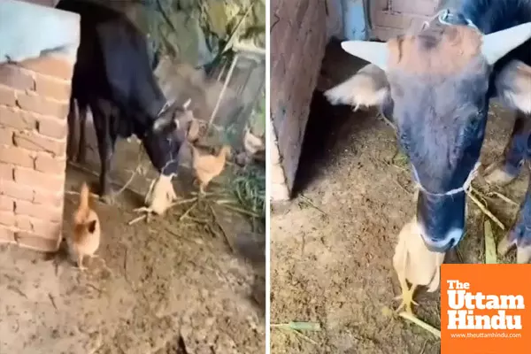 Caught on Camera: Cow Devours Live Chicken, Shocking Footage Goes Viral!