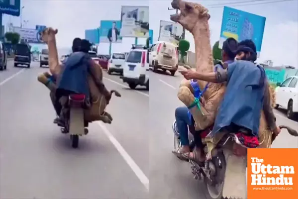 Camel on a Bike? This Viral Video Will Have You Wondering How It Happened!