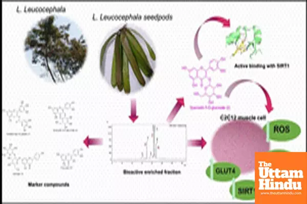 Medicinal plant Subabul may aid in diabetes control: IASST study