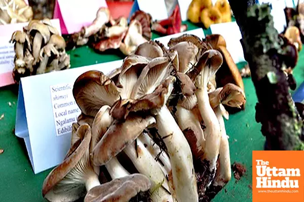 Eating 5 mushrooms a day may help combat heart disease, cancer