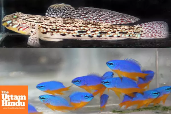 CMFRI achieves breakthrough in captive breeding of marine ornamental fishes