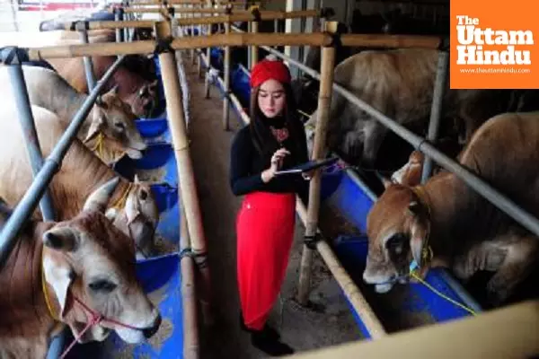 Indonesia to import two million live cattle by 2029