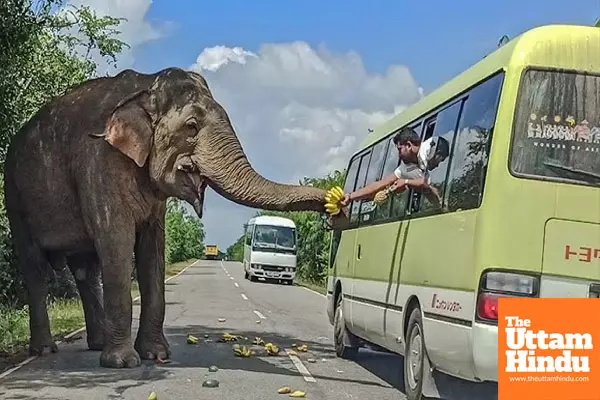 Raja the Elephant Collects Road Tax – Bananas Only! Sri Lanka’s 40-Year-Old Star Steals the Show!