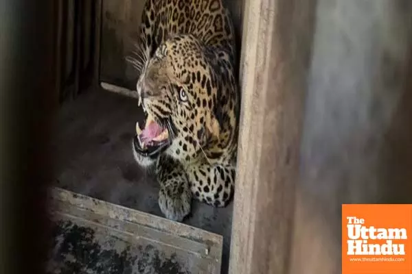 Panic grips Jaipur as leopard enters residential area, captured after four hours