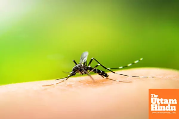 Dengue cases surge in Tamil Nadu after recent rain