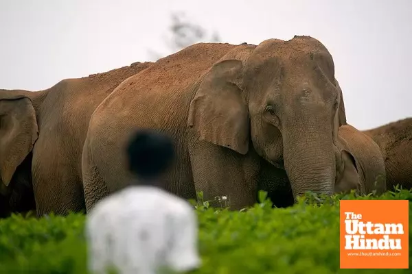 Elephant Terror in Valparai: High Alert Declared in Tamil Nadu