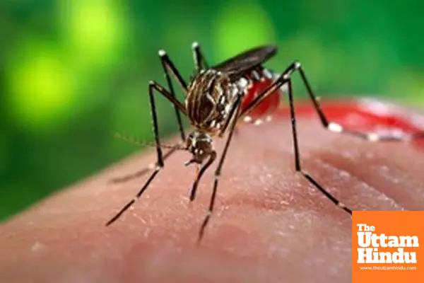 Malaria cases, deaths in India decline by 69pc between 2017-2023: WHO