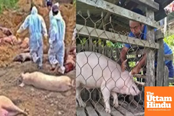 Mizoram in crisis: over 39,200 pigs slaughtered as African swine fever strikes