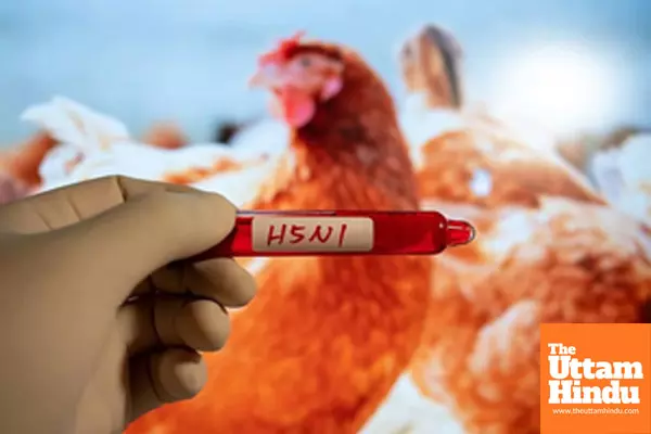 Human infections risk from H5N1 bird flu virus currently low: WHO