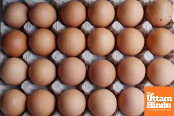 US egg prices soar to yearly high amid bird flu, holiday demand