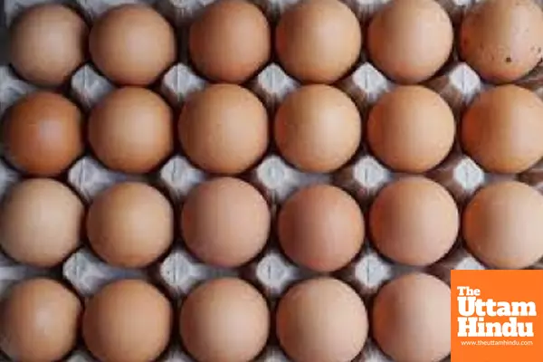 US egg prices soar to yearly high amid bird flu, holiday demand