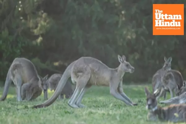 Australian man arrested over deaths of 98 kangaroos