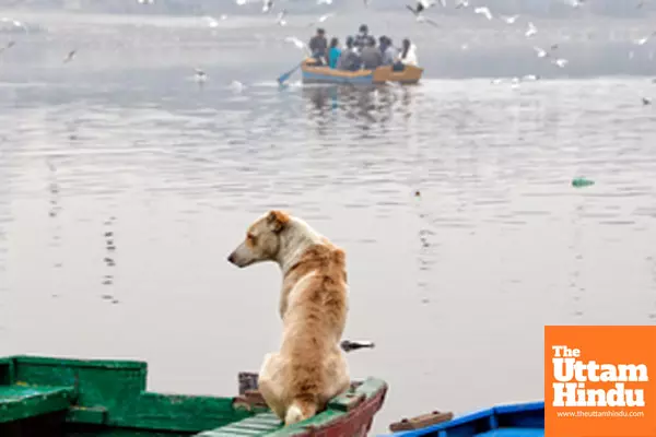 New Delhi: A dog sits attentively on a wooden boat gazing at a distant rowboat surrounded by seagulls