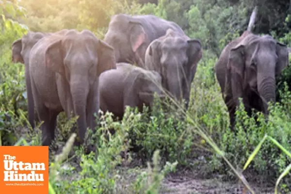 50 wild elephants electrocuted in Sri Lanka this year