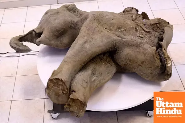 Mammoth Discovery: 50,000-Year-Old Baby Mammoth Yana Found in Siberias Thawing Permafrost