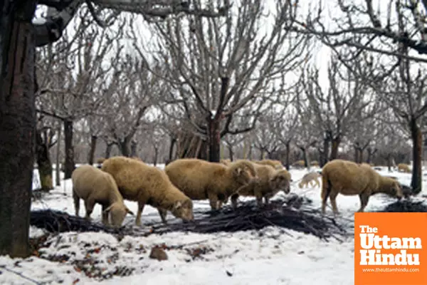 Baramulla: A flock of sheep grazes in a snow-covered apple orchard in the Rafiabad area