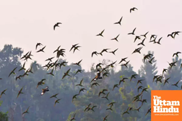 Nagaon: A flock of parrots flies near a paddy field in Nagaon district