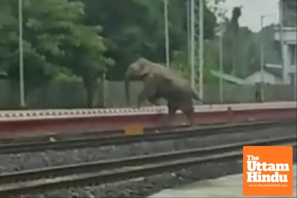 Tripura Forest Department complains to railways after wild elephant injured by speeding train