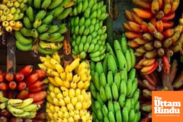 India sets ₹8,300 Crore Target for Banana Exports in next 5 Years