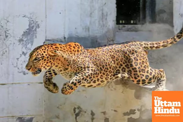 Leopard Enters Infosys Mysuru Campus, Employees Urged to Work From Home