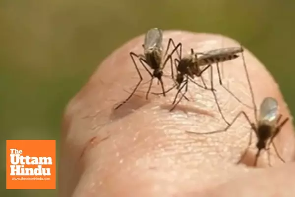 Mosquito-Borne Virus Raises Alarm: Health Authorities Issue Urgent Warning