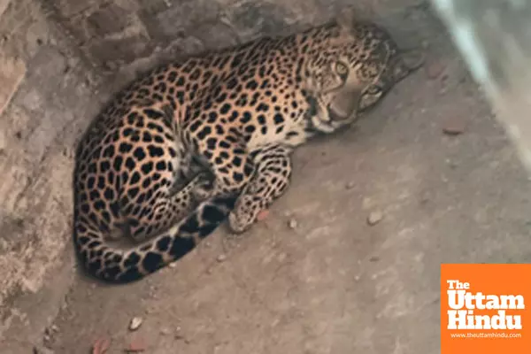 Nagaon: A leopard strays into a residential area in Amolapatty,