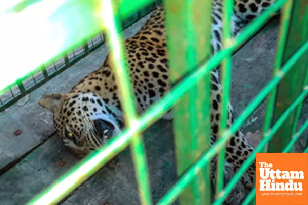 Nagaon: A tranquilized leopard rests in a cage after being captured from the Daccapatty area