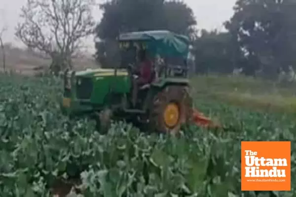 Farmers in Jharkhand forced to destroy bumper vegetable crop amid plummeting prices