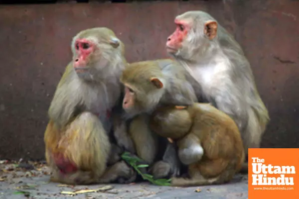 New Delhi: A group of monkeys huddle together to keep warm on a cold winter day