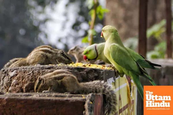 New Delhi: A parrot and squirrels eat together on a ledge