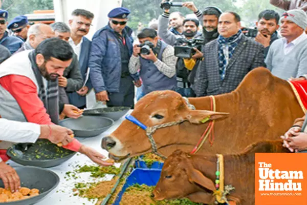 Chandigarh: Haryana Chief Minister Nayab Singh Saini performs Gau Sewa