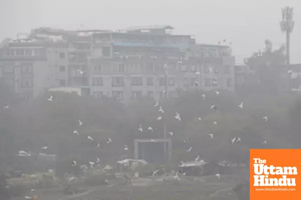 New Delhi: A flock of seagulls fly through the dense fog, adding to the winter morning atmosphere