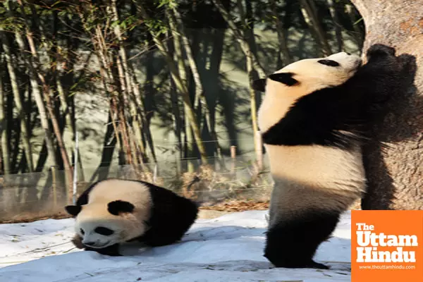 Seoul: A twin female giant panda cub, Rui Bao, plays with her mother, Ai Bao, at the Everland amusement park