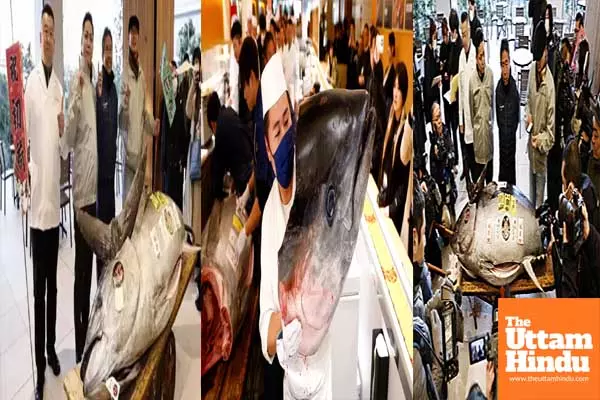 Massive Bluefin Tuna sells for 8.50 crore at Tokyo’s Toyosu market, second-highest on record