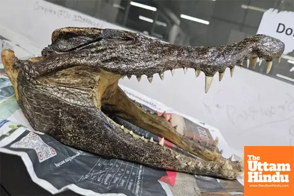 Canadian Man Arrested at IGI Airport for Smuggling Crocodile Skull Weighing 777 Grams