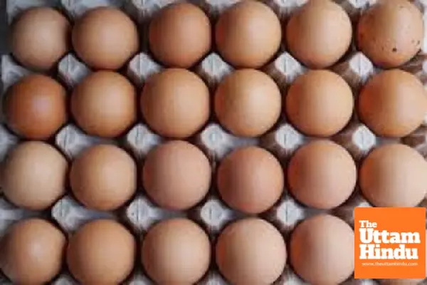 Bird flu outbreak drives up egg price to record high in US