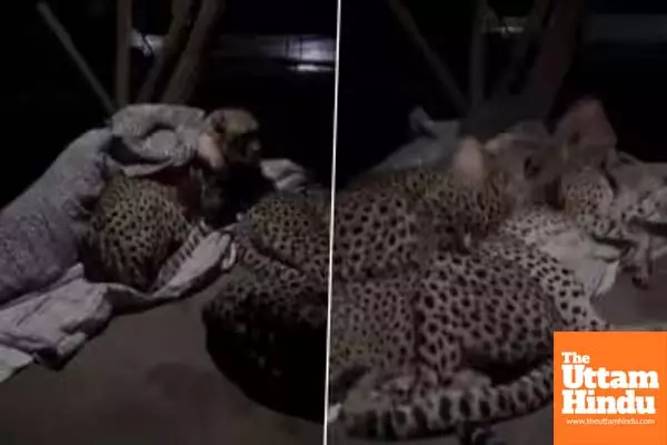 Viral Video: Cheetahs Sleep Peacefully While Snuggling with Forest Guard