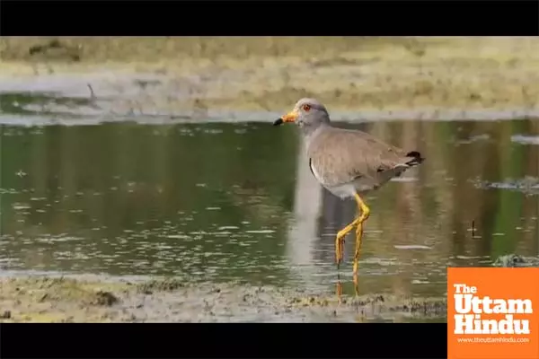 Surge in arrival of migratory birds in TNs Pallikaranai after removal of encroachments