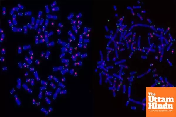 DNA repair may determine how cancer cells die following radiotherapy