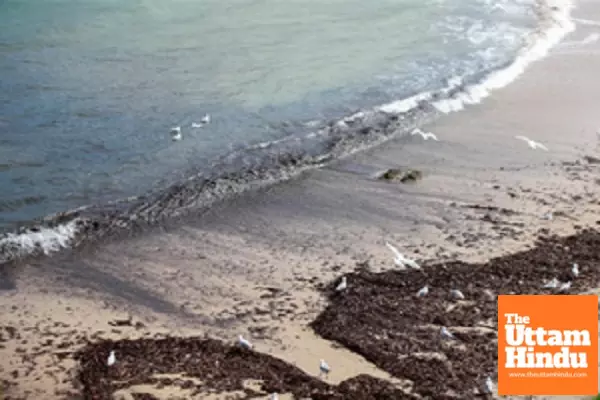 Australia: Return of debris balls forces closure of nine Sydney beaches