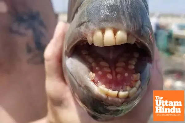 New Fish Species with ‘Human Teeth’ Surprises Woman, Watch Viral Video